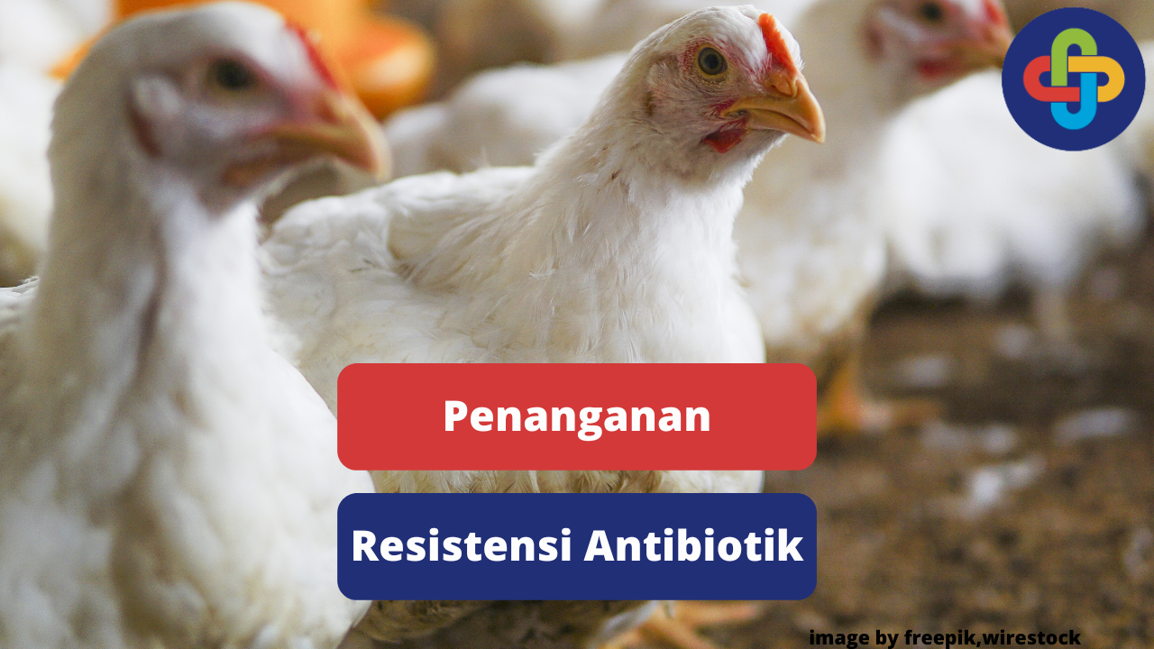 Langkah Penanganan Resistensi Antibiotik Pada Ayam Broiler